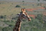 safrica10_image105.jpg